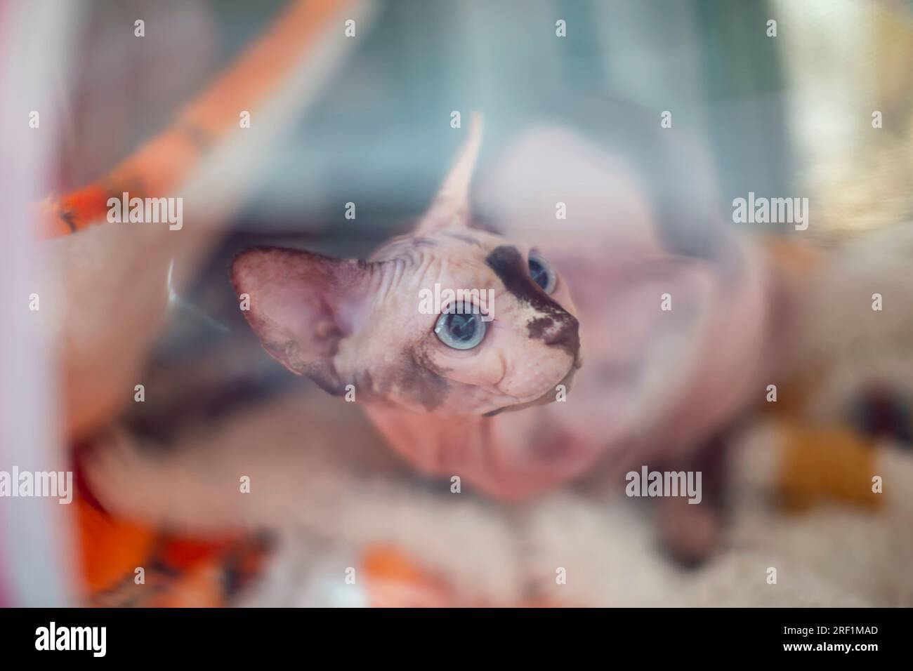 Sphynx chat derrière un écran en plastique lors d'une exposition de chat. Banque D'Images