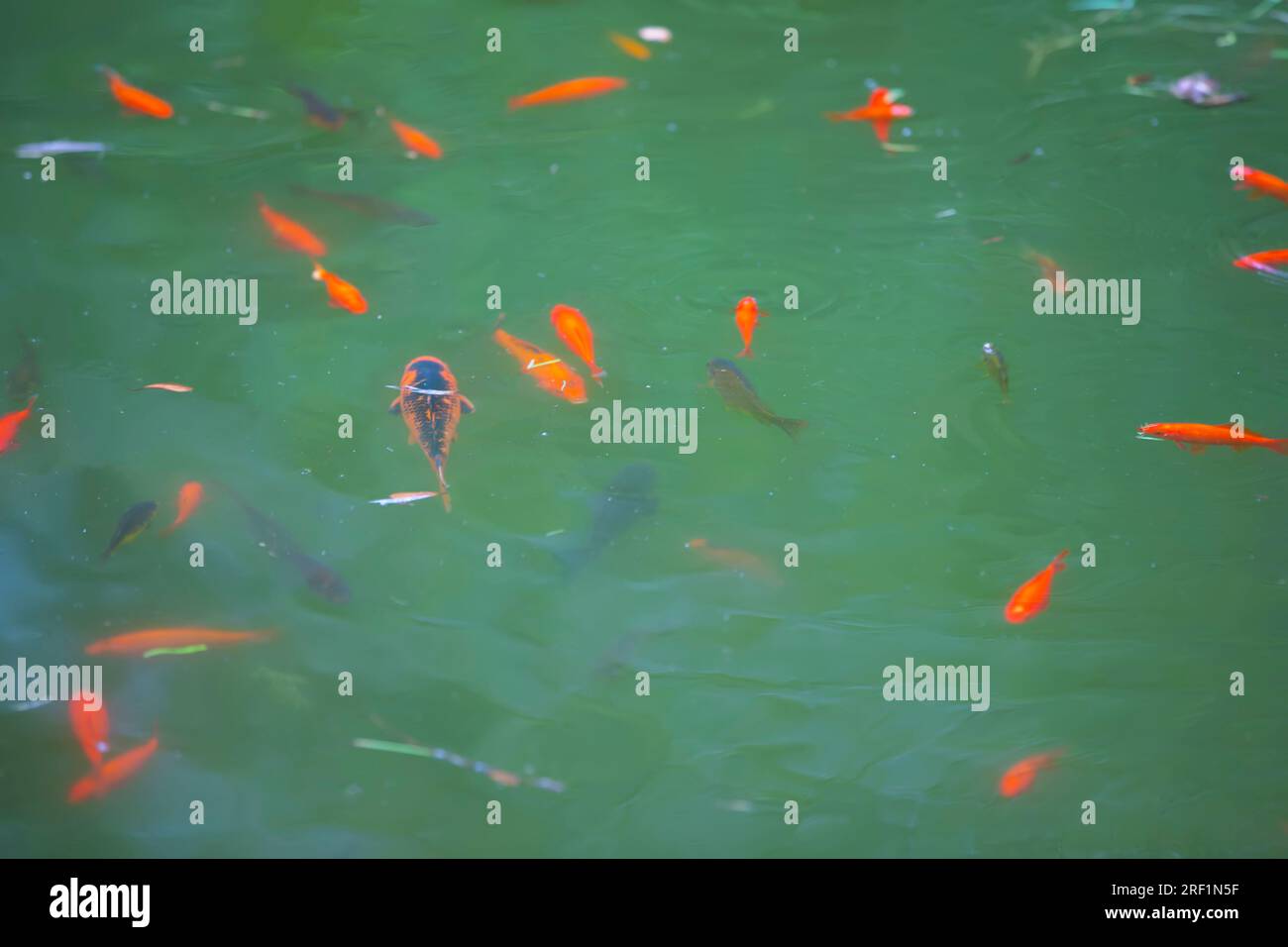 Les poissons rouges nagent dans l'eau verte de l'étang. Banque D'Images
