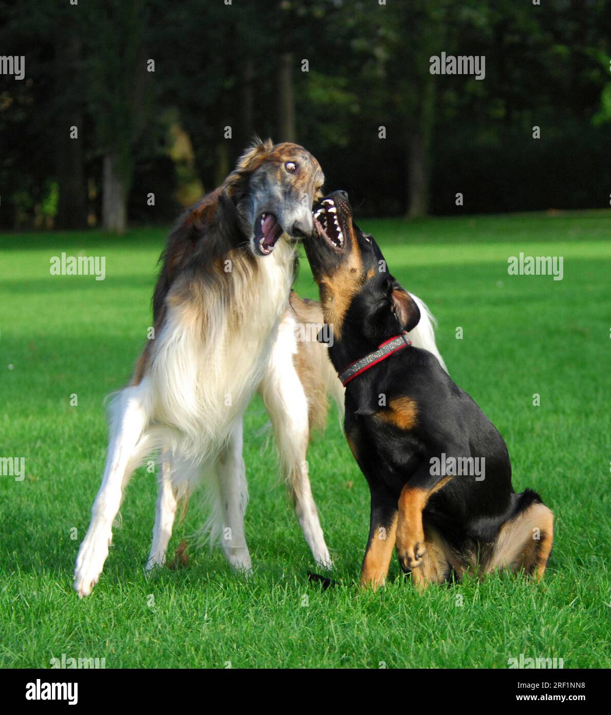 Borzoi, lévrier russe, et chien de race mixte (canis lupus familiaris), jouant ensemble dans un pré, norme FCI n ° 193, Russkaya Psovaya Banque D'Images