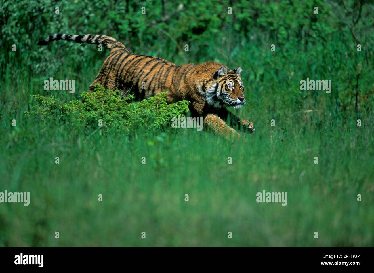 Tigre de Sibérie (Panthera tigris altaica), mâle Banque D'Images