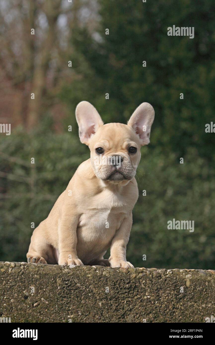 Bouledogue français, 10 semaines, faune de couleur, assis sur un mur Banque D'Images