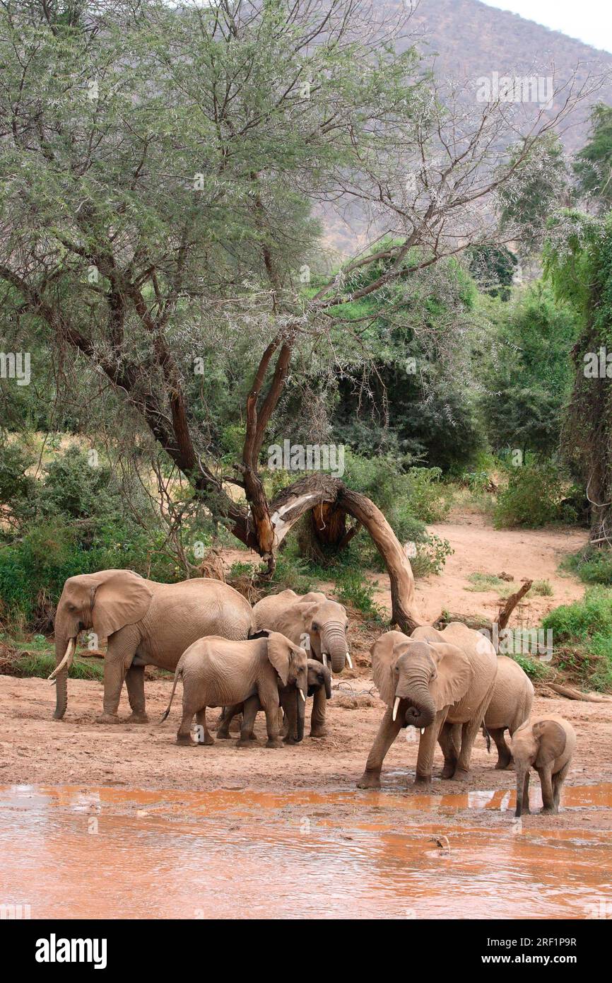Éléphants d'Afrique (Loxodonta africana) à la rivière à Samburu Elephan Banque D'Images
