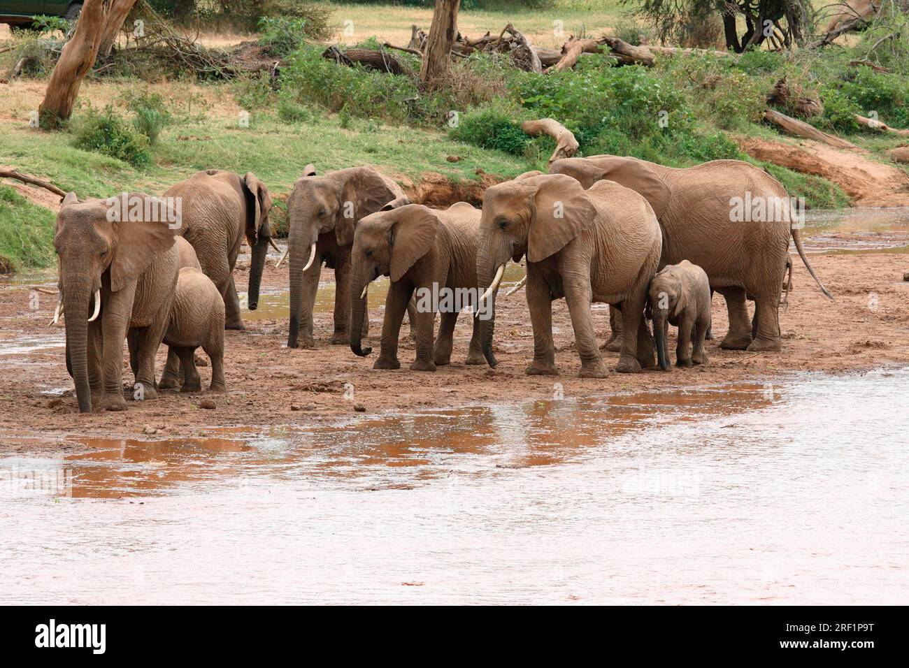 Éléphants d'Afrique (Loxodonta africana) à la rivière à Samburu Elephan Banque D'Images