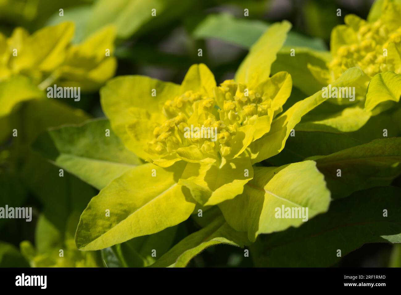 Euphorbia epithymoides (synonyme Euphorbia polychroma) Banque D'Images