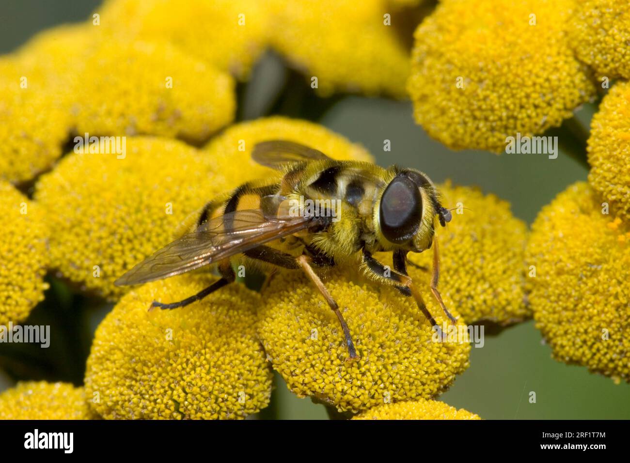 Mouche à tête morte (Myathropa florea), Allemagne Banque D'Images