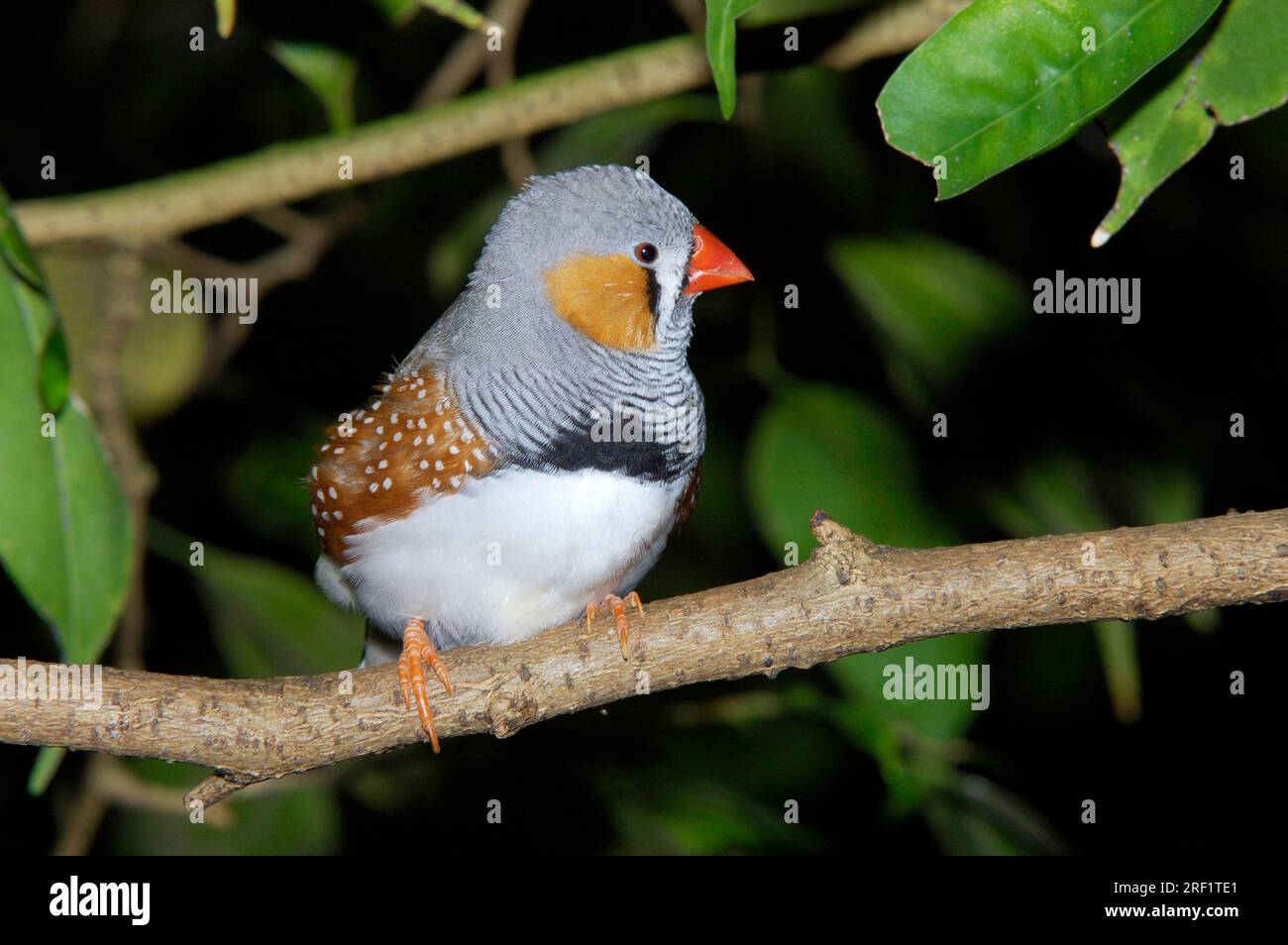 Finish zèbre (Taeniopygia guttata), mâle Banque D'Images