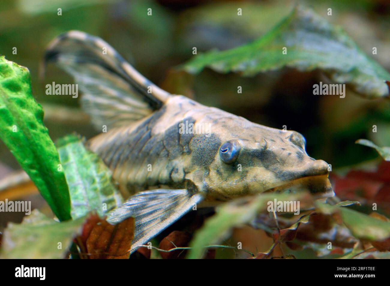 Poisson Geant Sturisoma aureum de poisson chat géant Banque de photographies et d ...