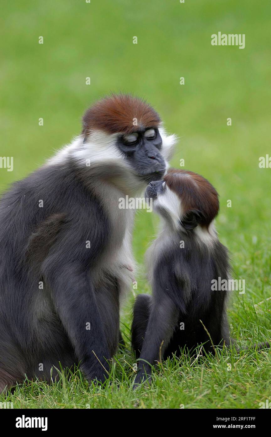 Mangabys couronnés de cerise, femelle avec des jeunes (Cercocebus torquatus torquatus), Mangabey à coiffe rouge Banque D'Images