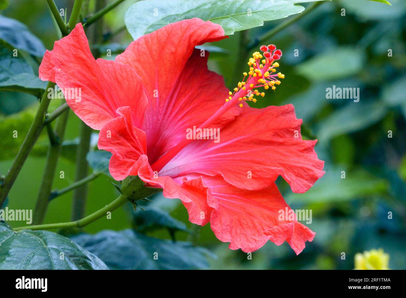 Hibiscus, hibiscus chinois (Hibiscus rosa-sinensis) Banque D'Images