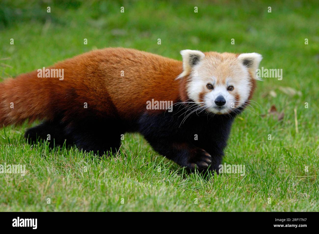 Panda rouge (Ailurus fulgens), ours de chat Banque D'Images