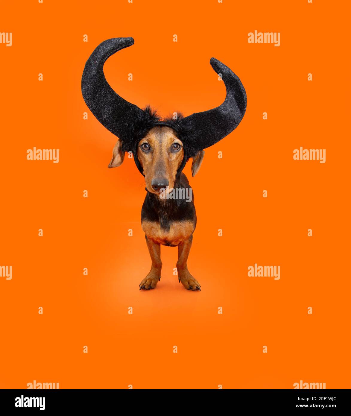 Chien chiot halloween. Teckel portant des cornes noires. Isolé sur fond orange Banque D'Images
