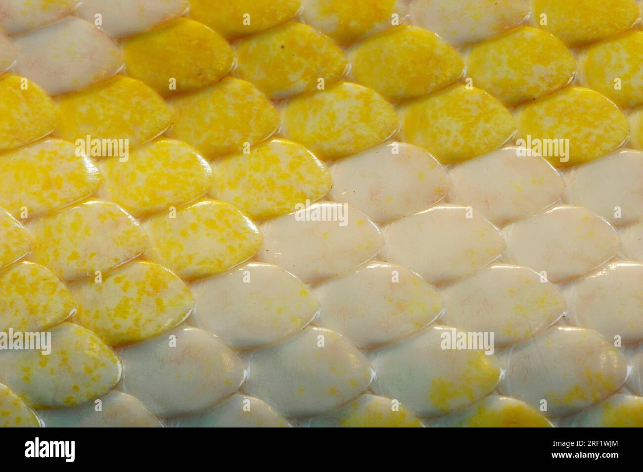 Python indien (Python molurus bivittatus), albinos 'Golden Thai Python', détail de la peau, python foncé Banque D'Images