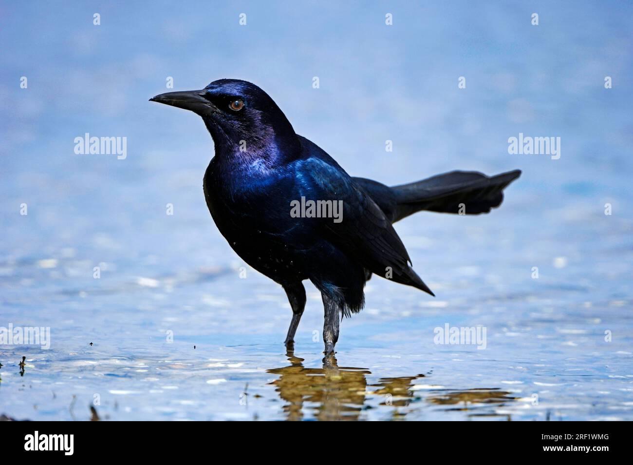 Grackle à queue de bateau (Quiscalus major), mâle, Myakka River State Park, Floride, États-Unis Banque D'Images