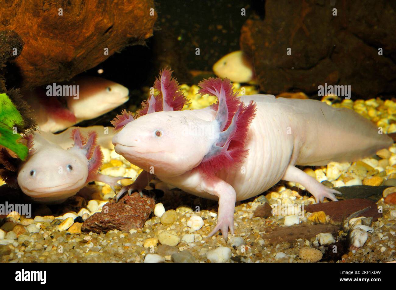 Salamandre D'Axolotl - Mexicanum D'Ambystoma, Suçant La Nourriture