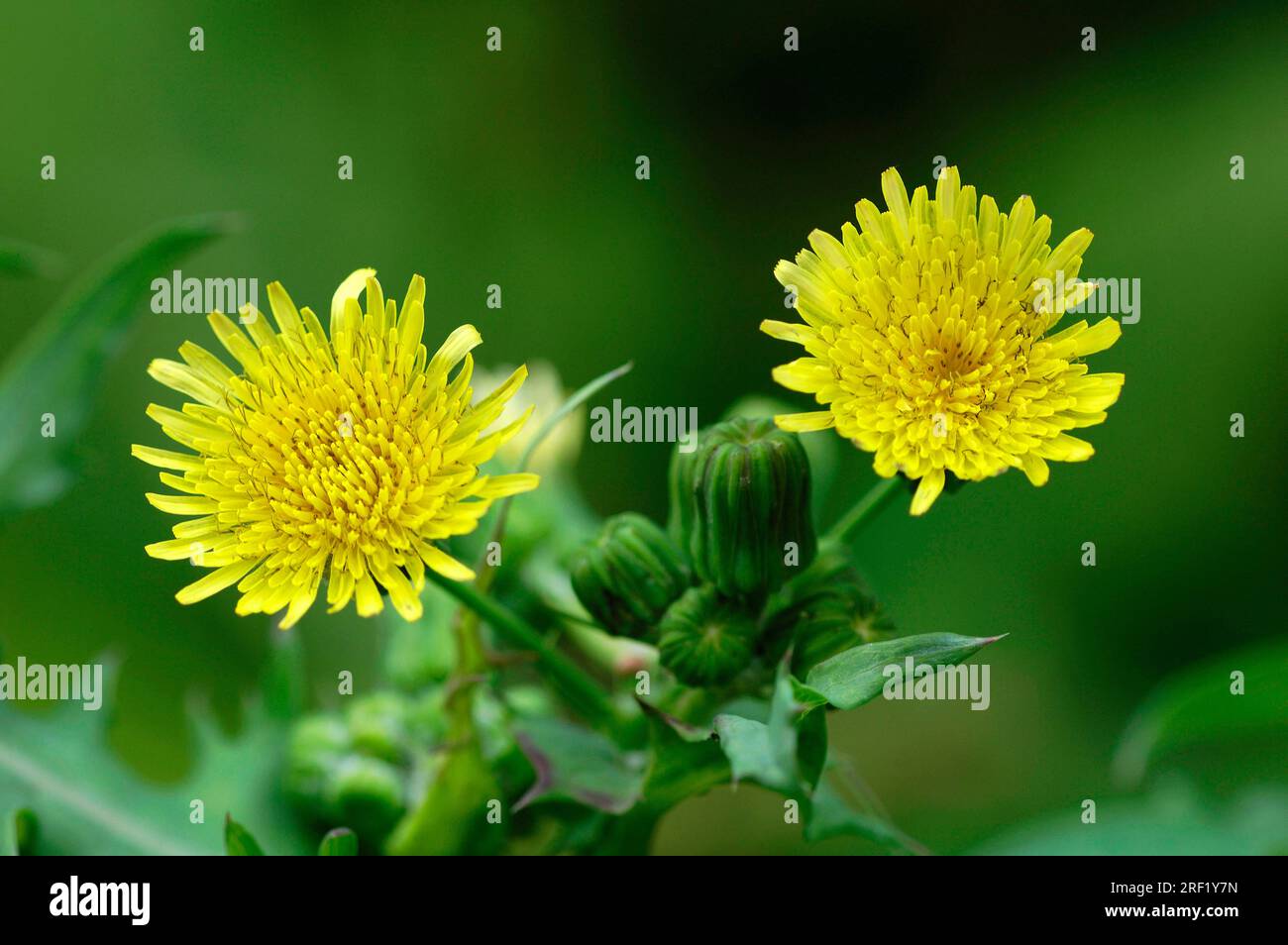 Chardon à semer lisse (Sonchus oleraceus), Rhénanie du Nord-Westphalie, Allemagne Banque D'Images