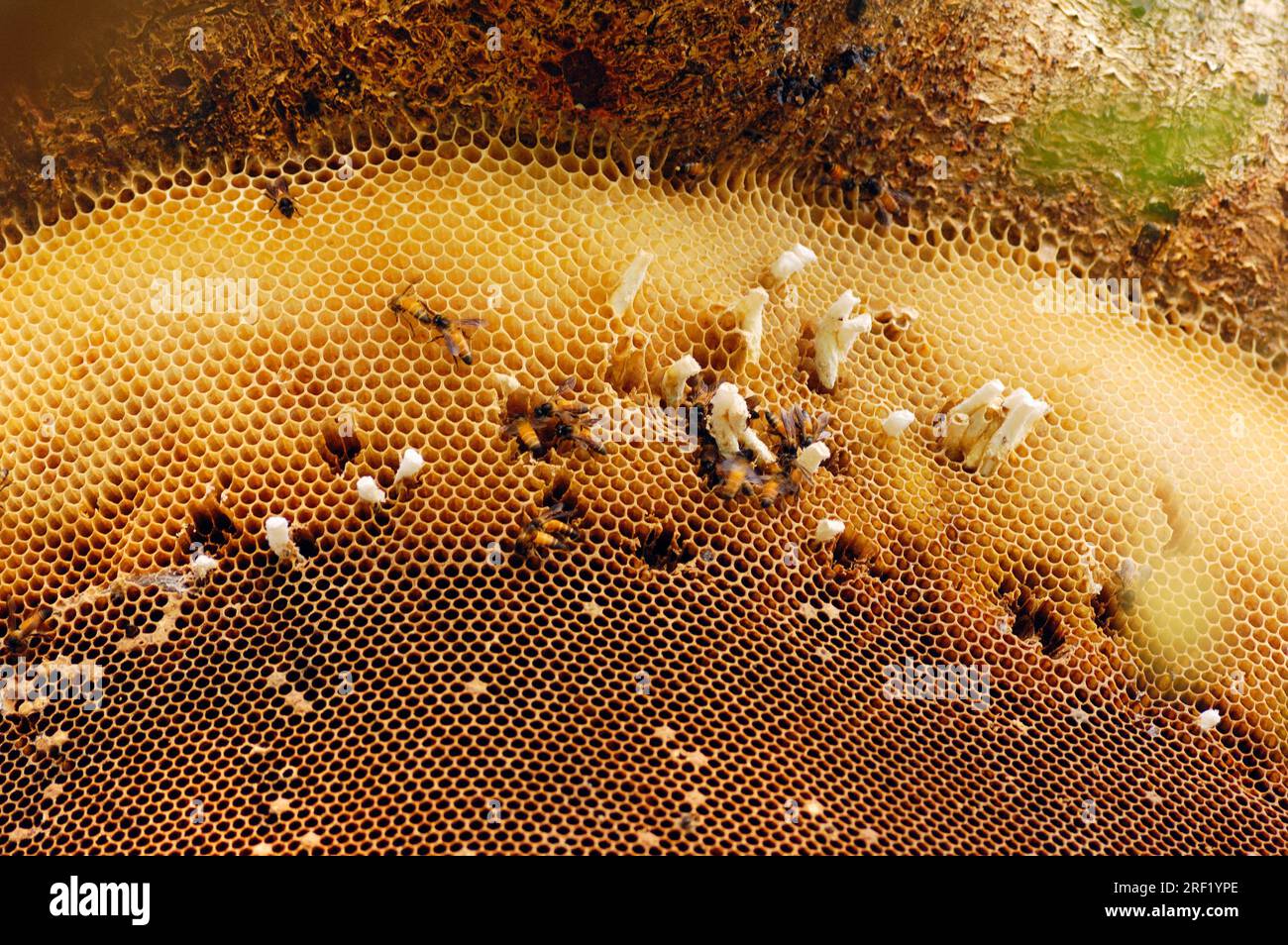 Nid d'abeilles sauvages, abeille géante (Apis dorsata), keolade, abeille, abeille, peigne, Ghana, Inde Banque D'Images