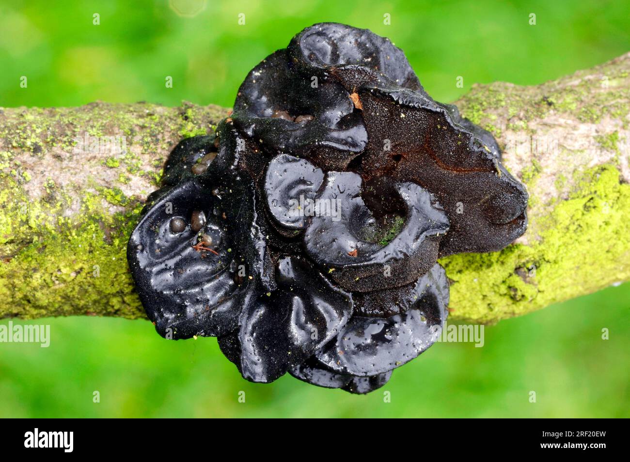 Gelée noire, Rhénanie du Nord-Westphalie, Allemagne (Exidia truncata), beurre noir de WitchÂ s. Banque D'Images