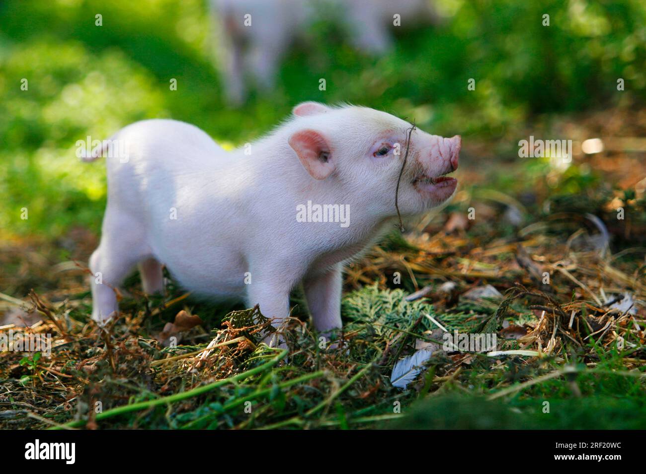 Mini-cochon, cochon, cochon, cochon nain, Mini Piglet Banque D'Images