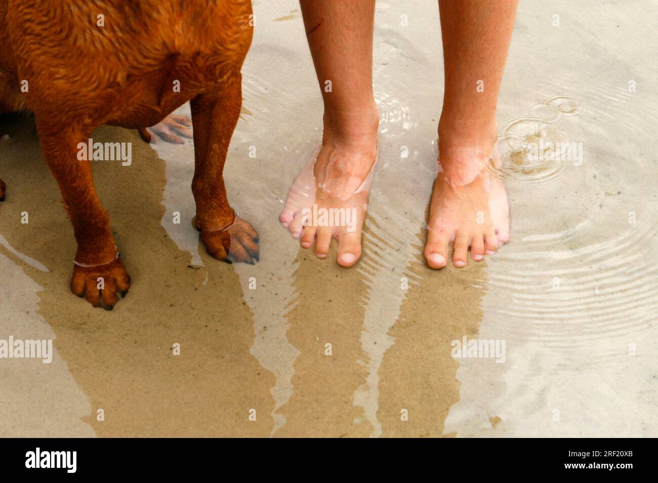 Femme-et-Labrador Retriever Banque D'Images