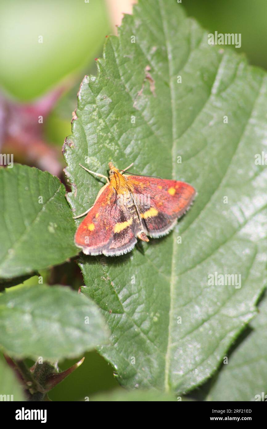 Menthe Moth (pyrausta aurata) pendant la journée dans un crochet de jardin Cotswolds norton Oxfordshire Angleterre royaume-uni Banque D'Images