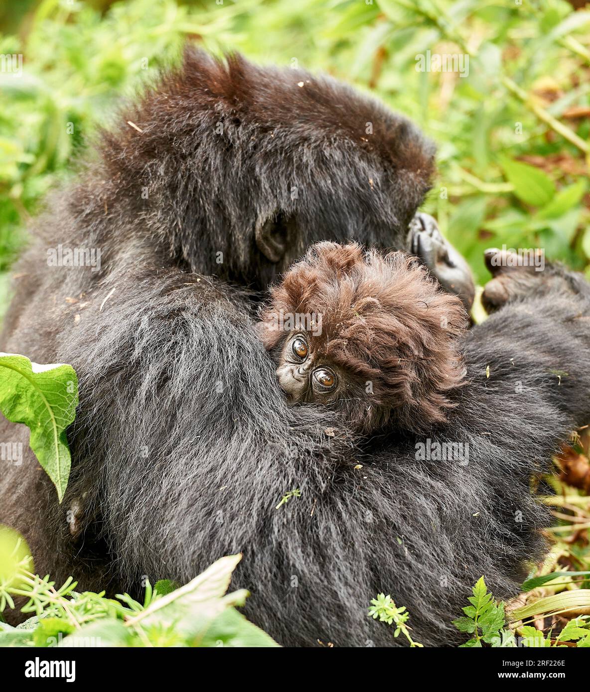 serrant-fermement-maman-parc-national-de-volcans-mountain-rwanda