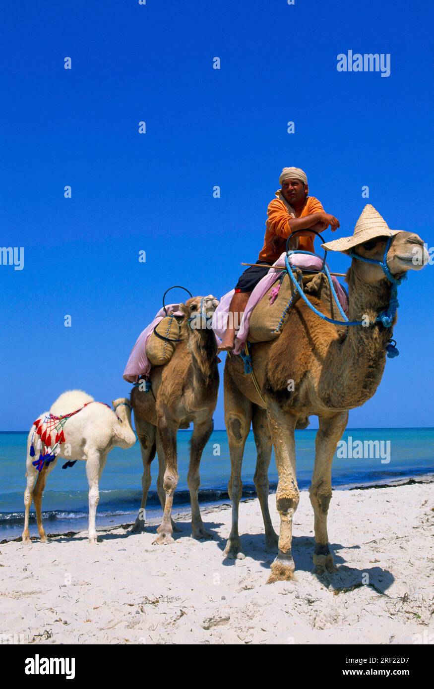 Chameaux sur la plage de Sidi Mahres à Djerba, Tunisie Banque D'Images