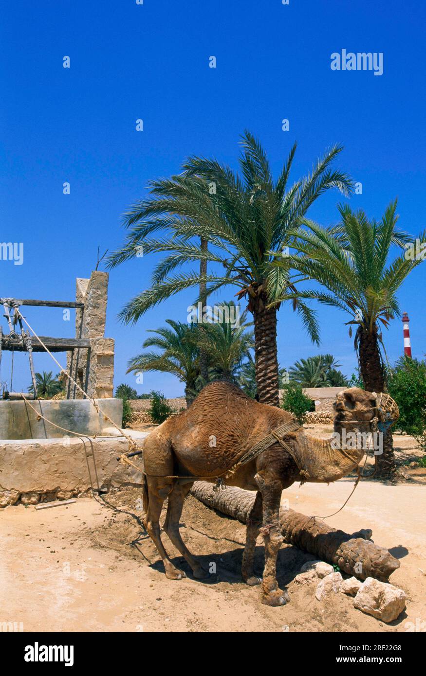 Chameau devant un puits de tirage au sort à Explora Parc à Djerba, Tunisie Banque D'Images