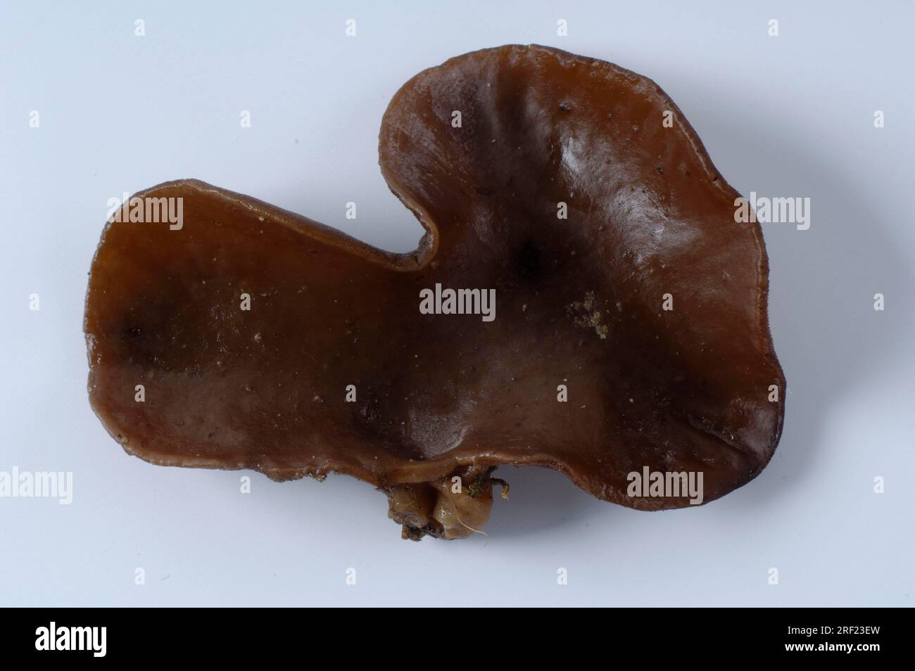 Champignon du bois (Auricularia polytricha), champignon Mu-err (Auricularia auricula-judae), corne de Mole Banque D'Images