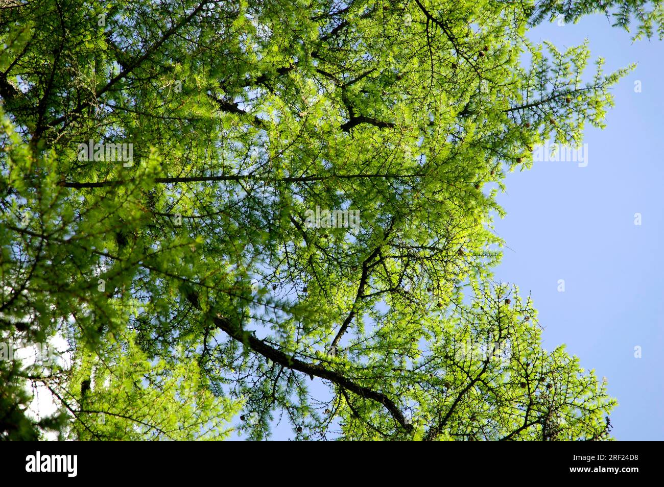 Larix kaempferi (Larix kaempferi) Banque D'Images