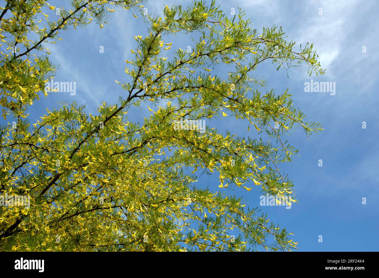 Arbuste à pois de Sibérie (Caragana arborescens) 'Lorbergii Banque D'Images