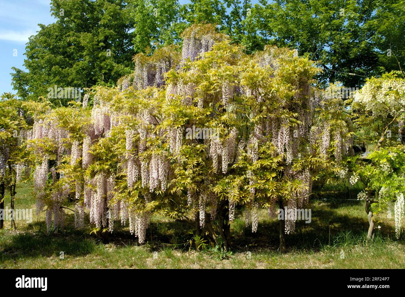 Wisteria chinensis (Wisteria chinensis) (Wisteria sinensis) Banque D'Images