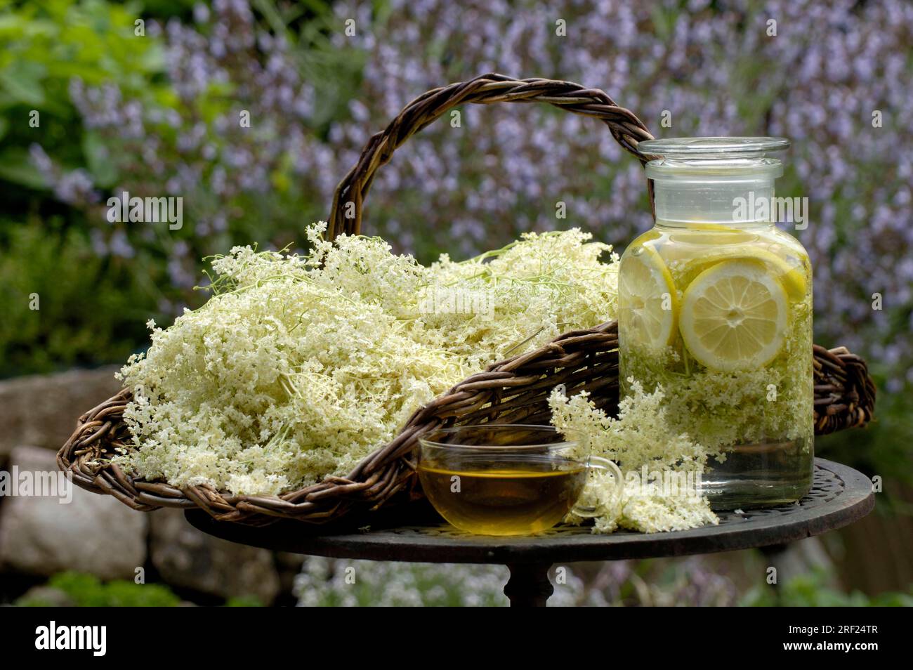 Sureau (Sambucus nigra), fleurs, tasse avec thé de sureau et sirop de sureau, thé de sureau, sirop de sureau, cruche Banque D'Images