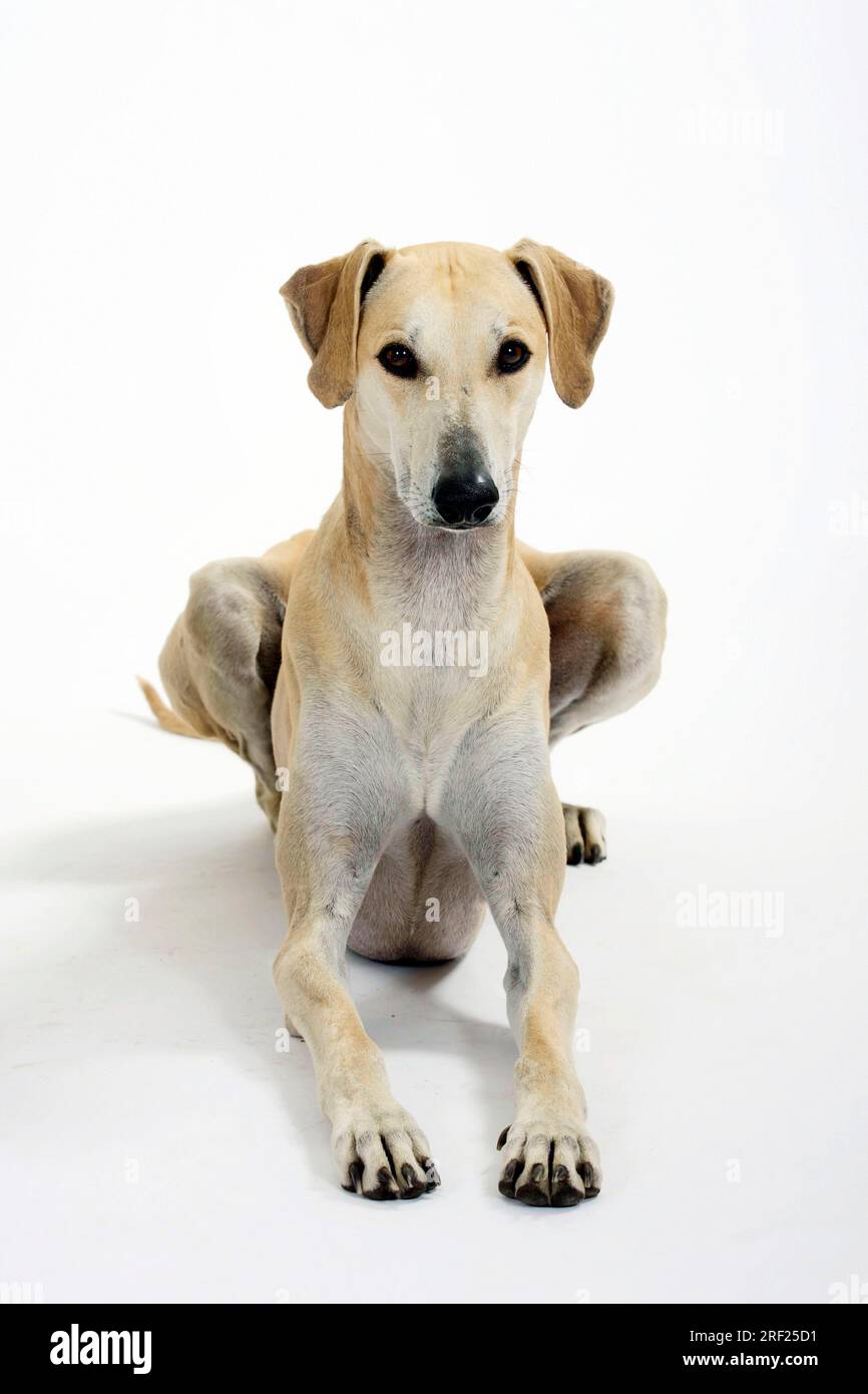 Sloughi, Greyhound arabe, Slughi Banque D'Images