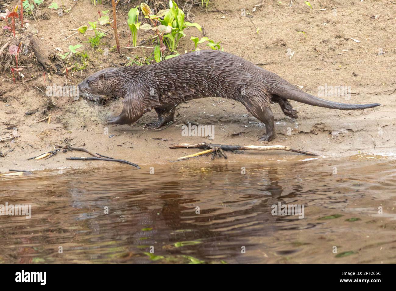 Loutre de chien (Lutra lutra) sur la rive de la rivière Ericht près de Blairgowrie, Écosse. Banque D'Images