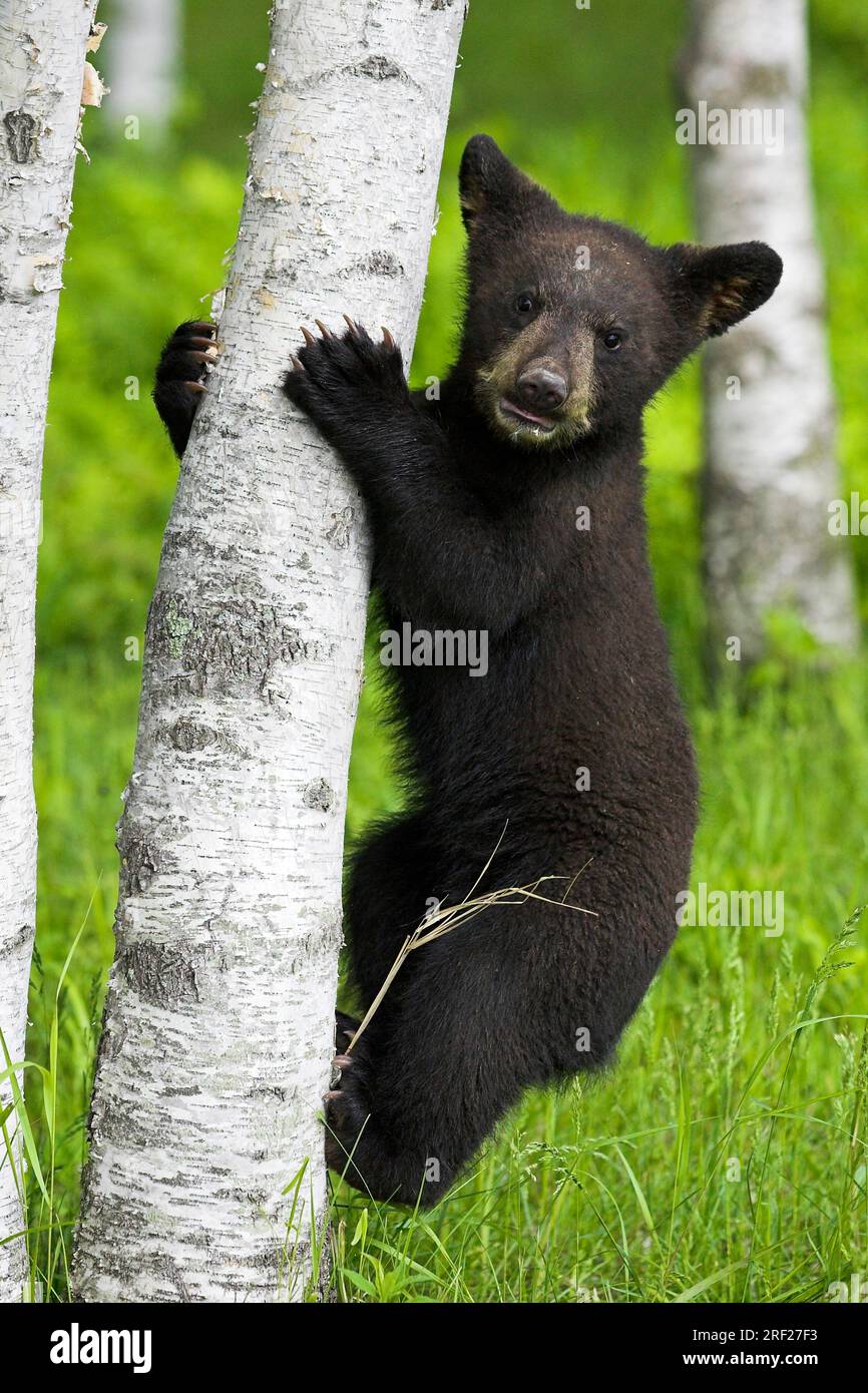 Ours noir américain (Ursus americanus), jeune ours noir américain grimpant Banque D'Images