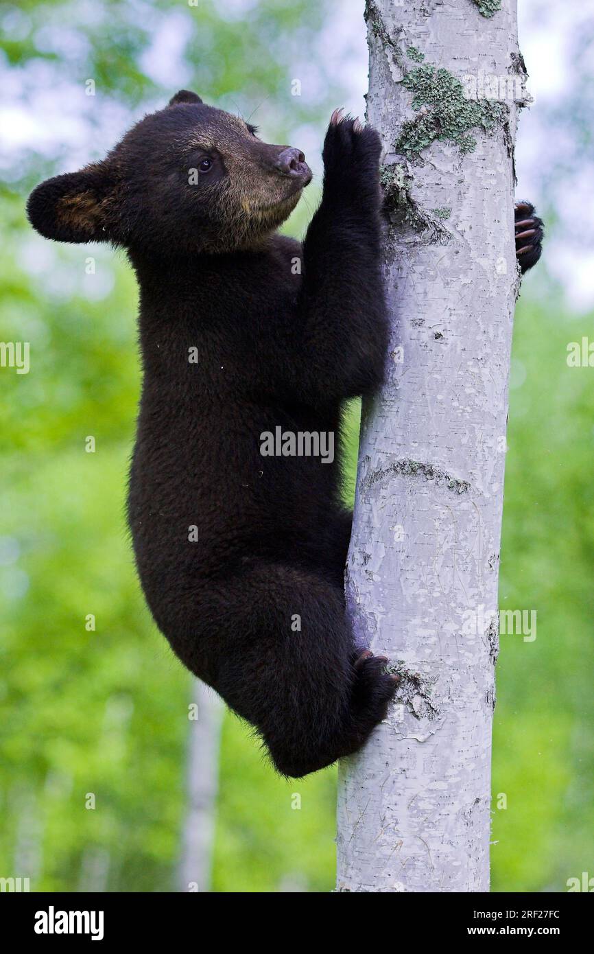 Ours noir américain (Ursus americanus), jeune ours noir américain grimpant Banque D'Images