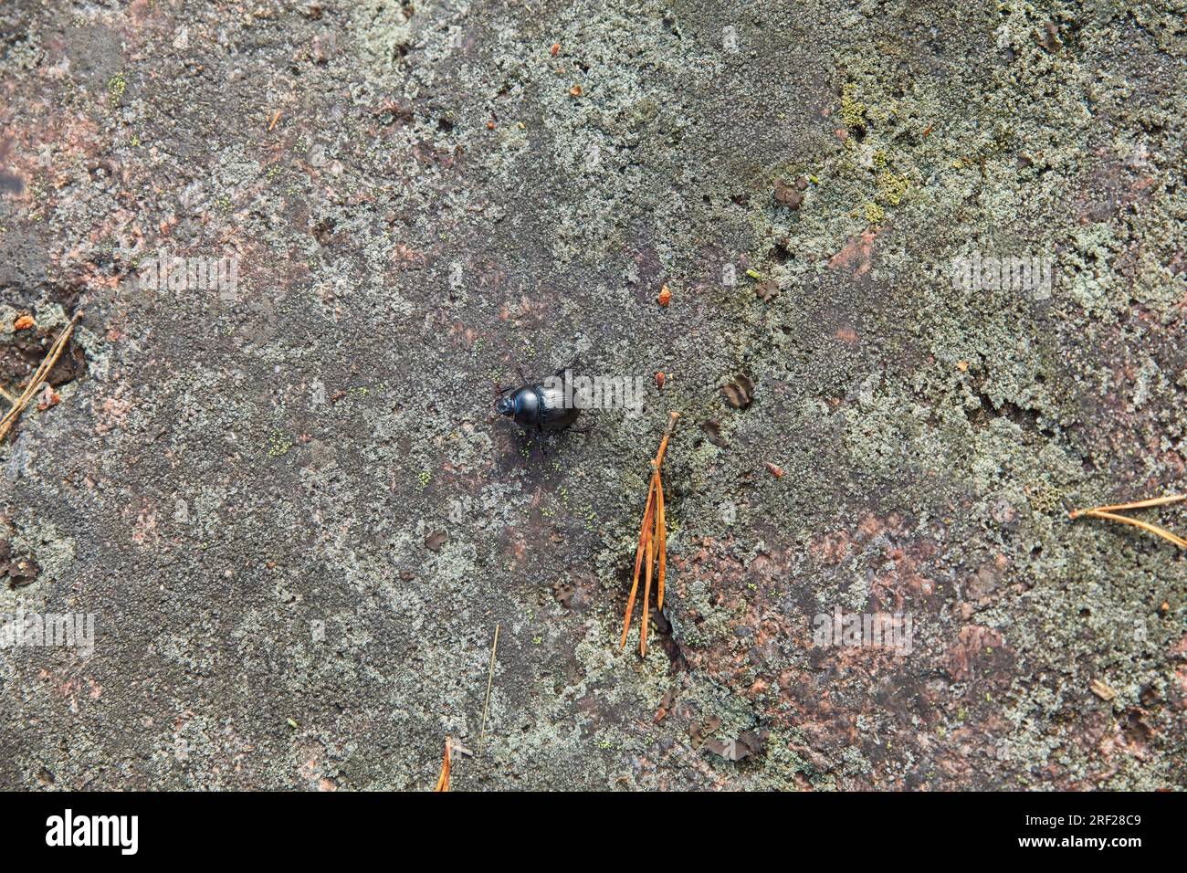 Bousier (scarabaeoidea) se déplaçant sur la surface rocheuse. Banque D'Images