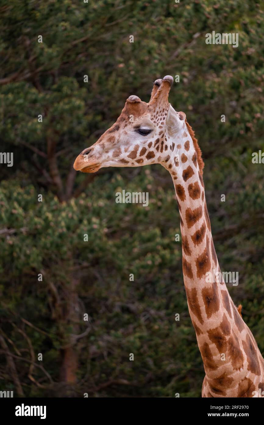 Portrait de la girafe (Giraffa camelopardalis) contre les arbres, plus grand animal terrestre, mammifère africain à onglons de la famille des Giraffidae. Banque D'Images