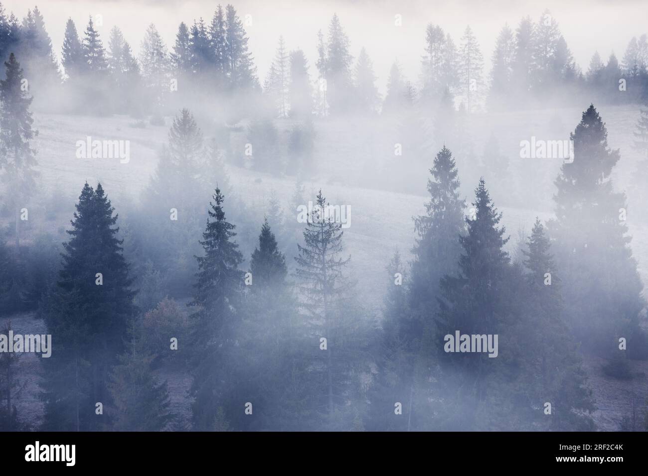 Paysage brumeux avec fir mountain forest. Vue panoramique de montagne avant le lever du soleil Banque D'Images