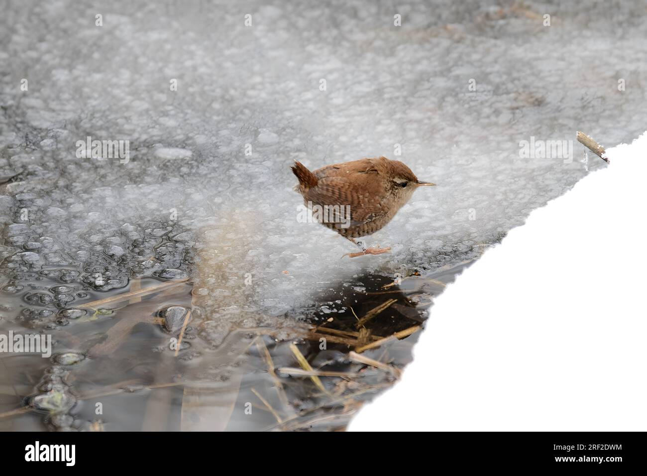 Eurasian wren sur l'eau gelée en hiver. Banque D'Images