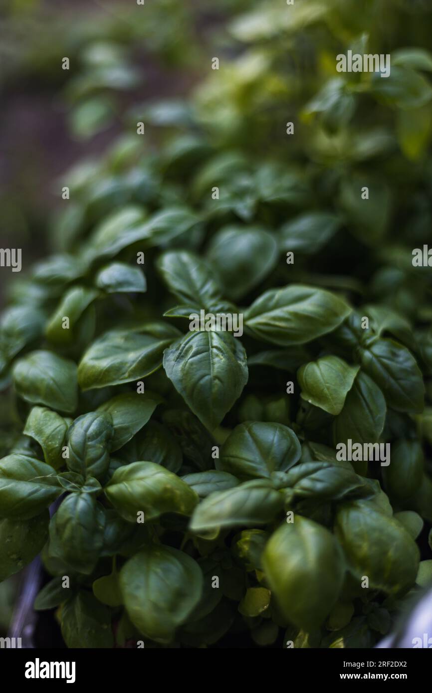 Semis de légumes verts avec étiquette en gros plan Banque D'Images