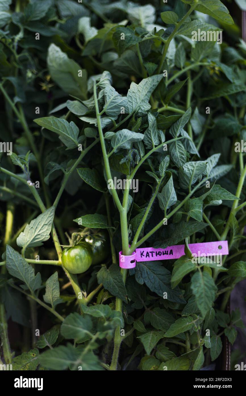 Semis de légumes verts avec étiquette en gros plan Banque D'Images