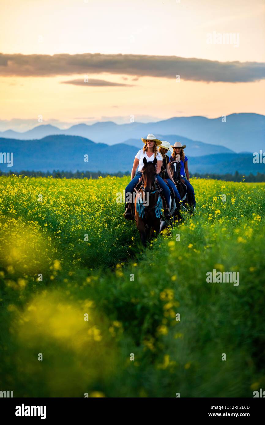 Trois cow-girls à cheval au coucher du soleil à travers un champ de canola Banque D'Images