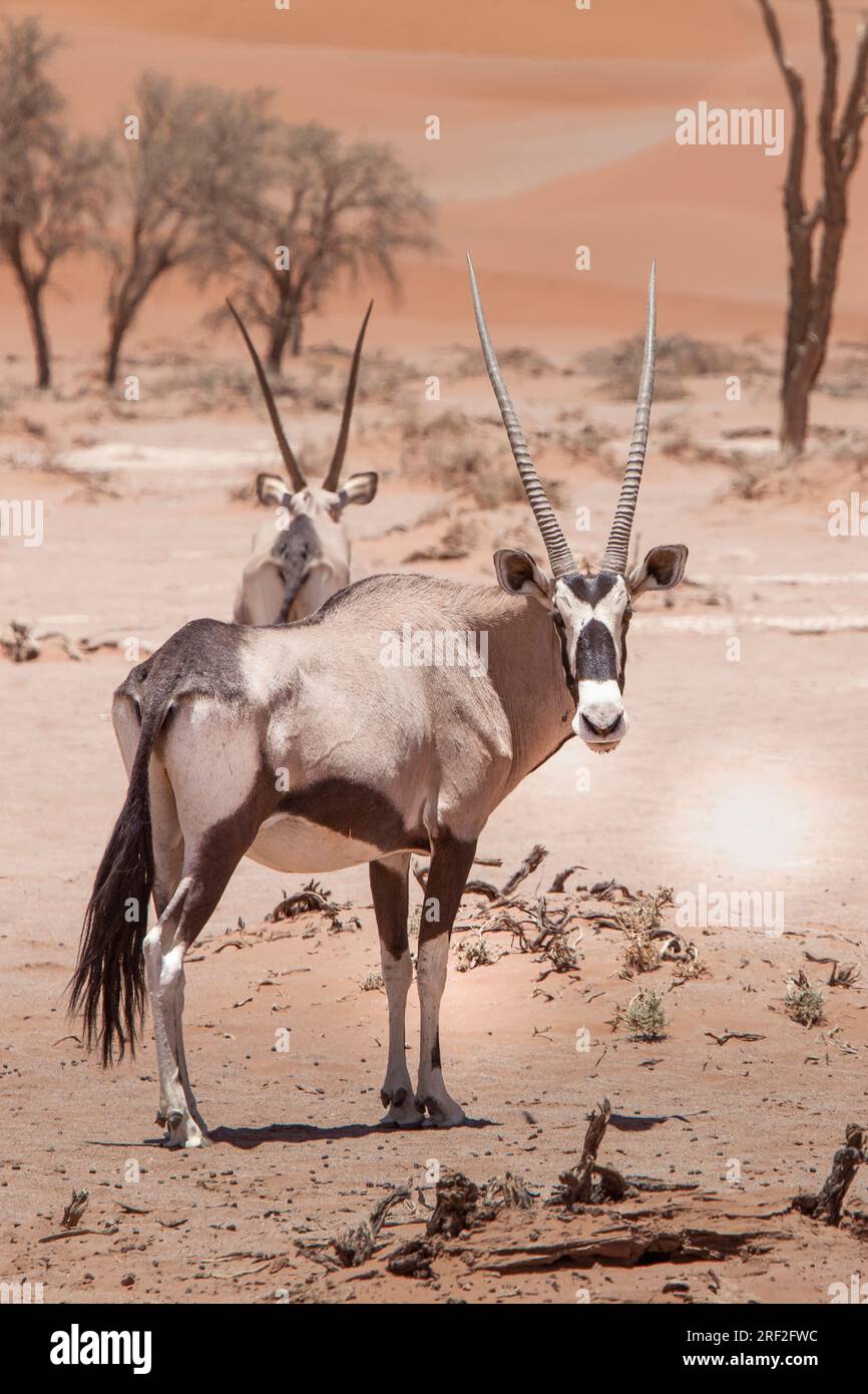 Oryx sud-africain à Sossusvlei, Oryx gazella, Namib Naukluft Park, Namibie Banque D'Images