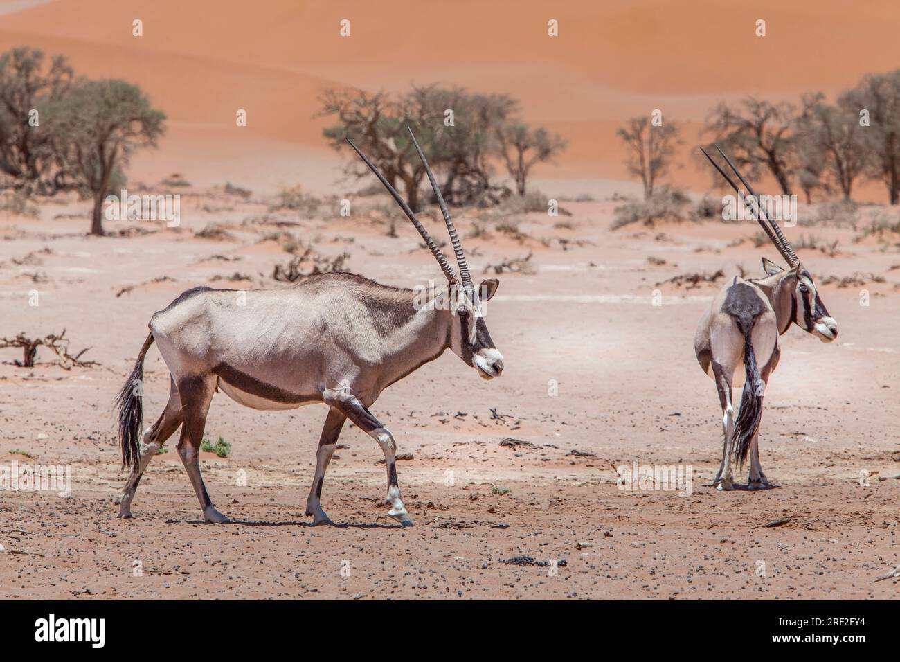 Oryx sud-africain à Sossusvlei, Oryx gazella, Namib Naukluft Park, Namibie Banque D'Images