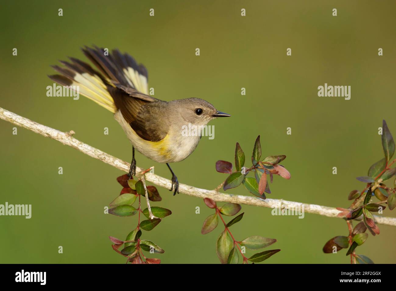 redstart américaine (Setophaga ruticilla), femelle adulte perchée sur une branche, USA, Texas Banque D'Images