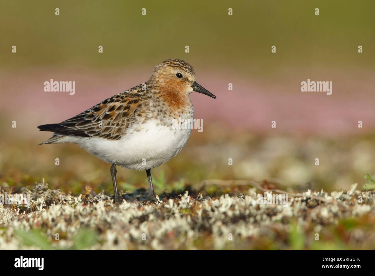 Stint à cou roux (Calidris ruficollis), adulte en plumage reproducteur sur toundra, USA, Alaska, péninsule de Seward Banque D'Images