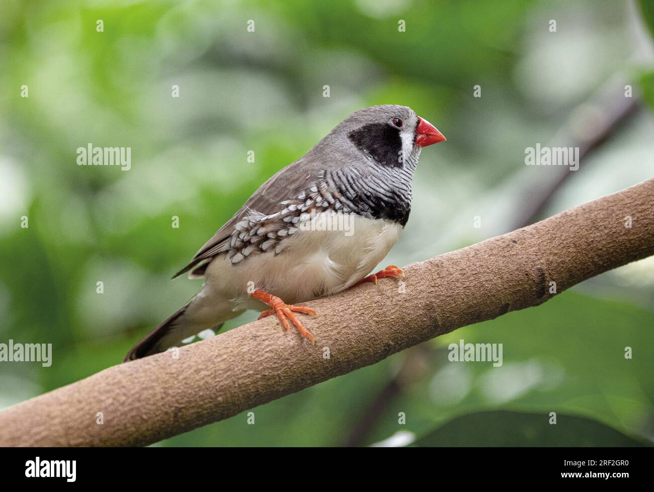 finlandais zèbre australien (Taeniopygia guttata castanotis, Taeniopygia castanotis, Poephila guttata castanotis), race, assis sur une branche, Allemagne, Banque D'Images