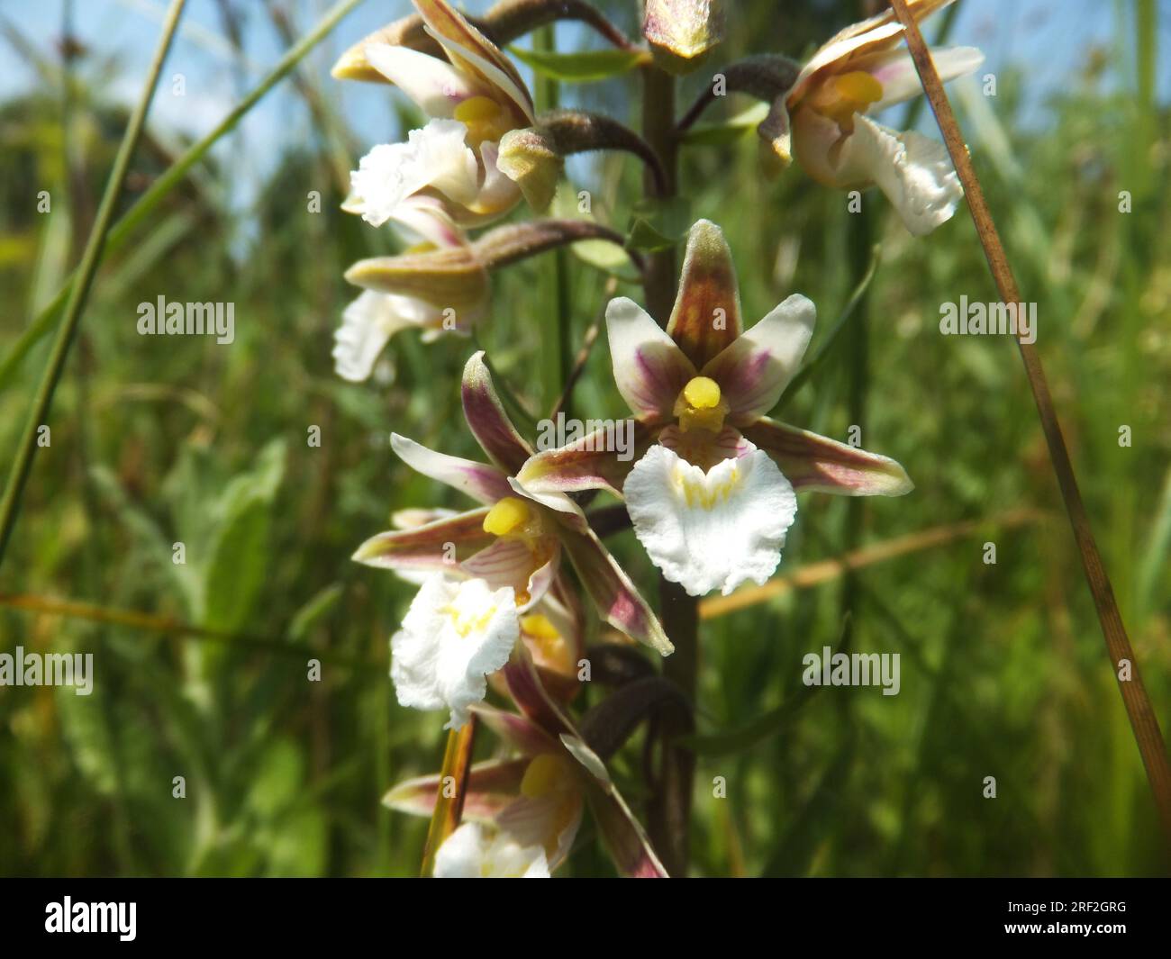 Marsh Helleborine 'Epipactis palustris', famille d'orchidées, fleurs juillet août, dans les zones marécageuses humides, Dry Sandford, Oxford, Banque D'Images