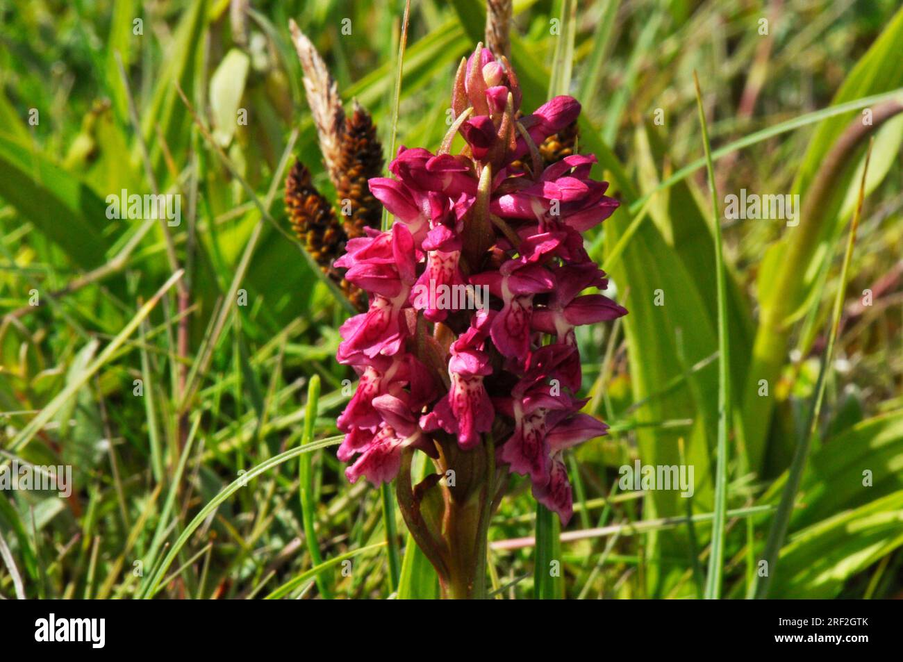 Orchidée des marais, dunes marécageuses de Dactylorhiza coccinea, mai et juin, Braunton Burrows, Devon, Royaume-Uni Banque D'Images
